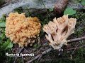 Ramaria formosa-amf416-1